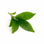 DeeplyRooted Best Hair Growth Supplement Ingredients Green Tea