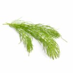 DeeplyRooted Best Hair Growth Supplement Ingredients Horsetail Extract